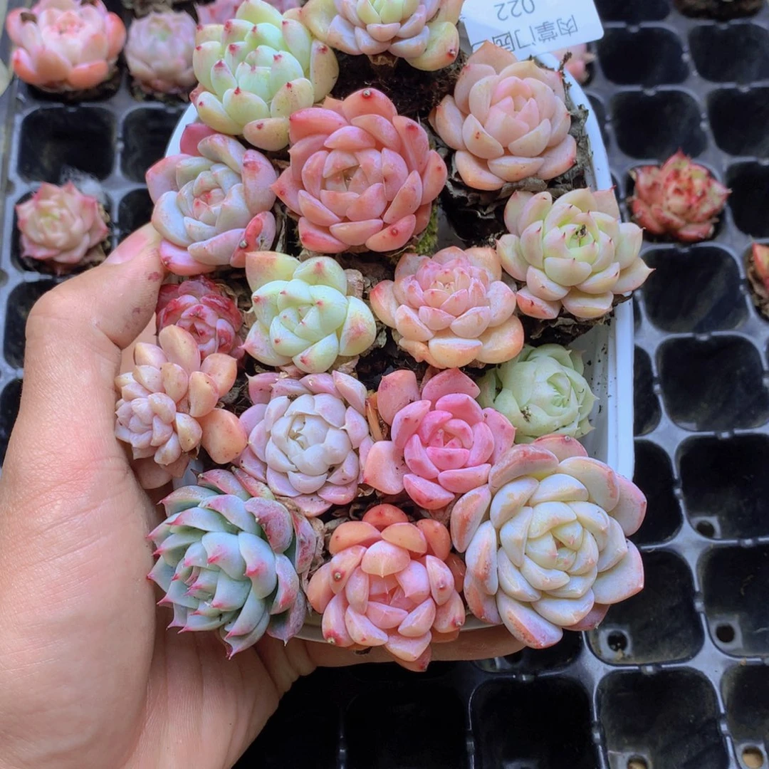 我要去看你了啊022