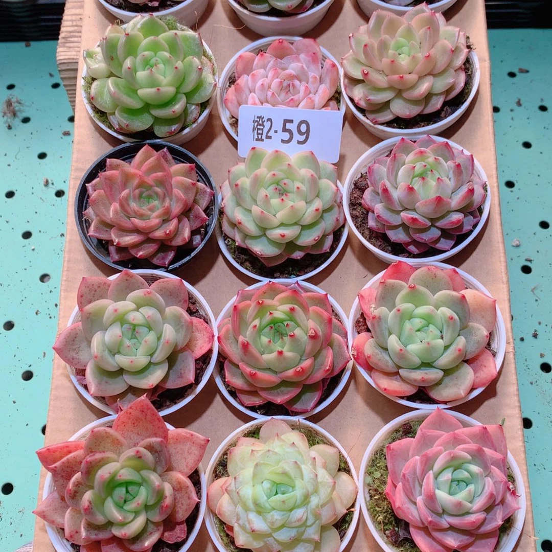 2-59一物一拍多肉带盆18颗