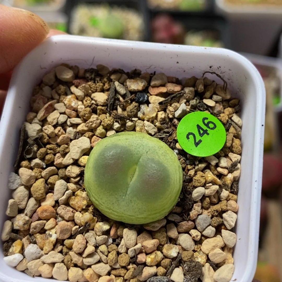 拉登1.9+多肉植物246