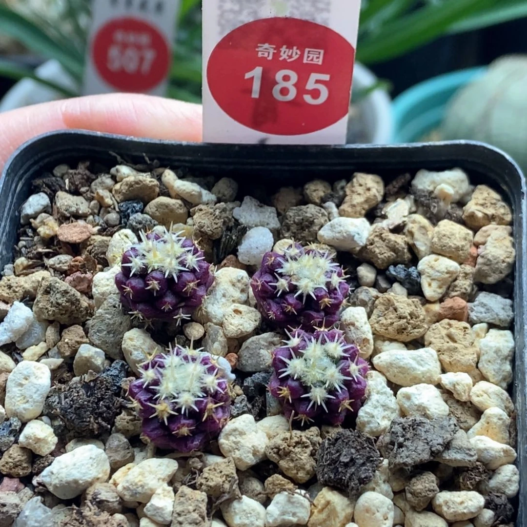 实生四颗短豪刺金琥