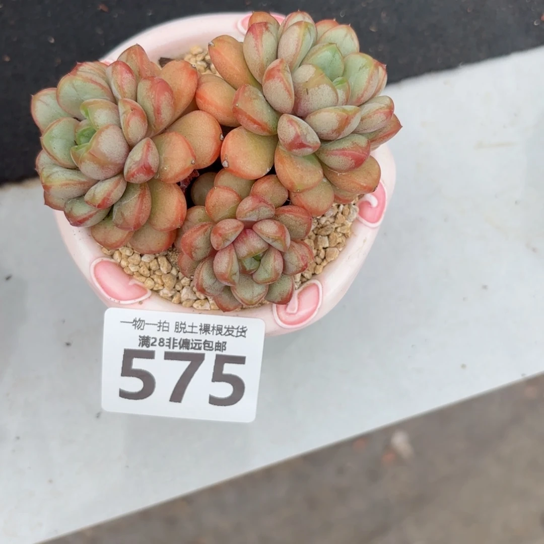 葡萄老桩无盆土发货