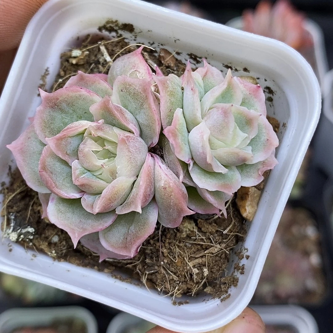 水晶虾饺30包邮非偏远