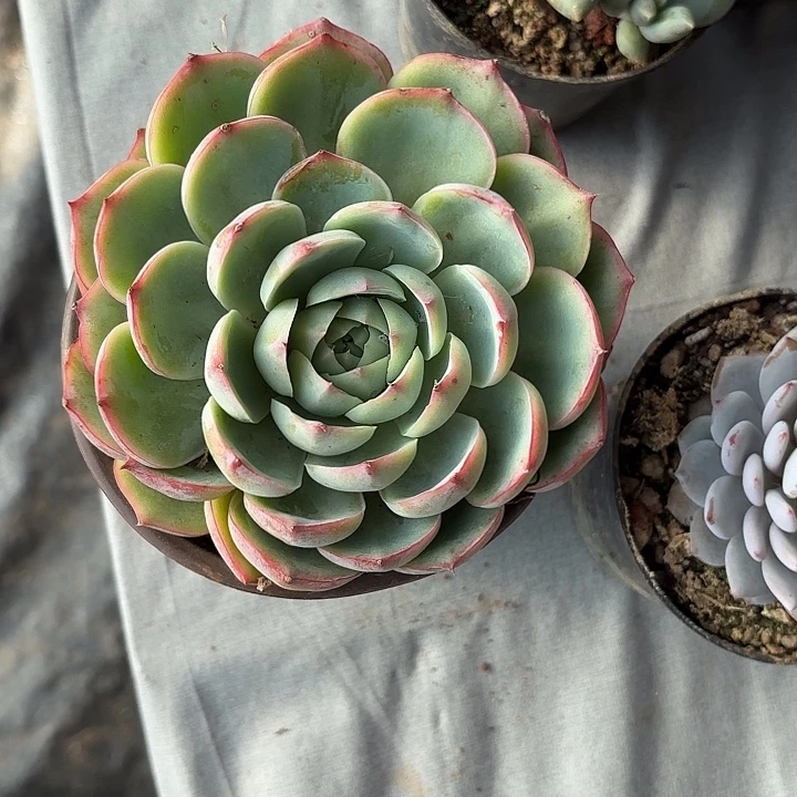 侧影11cm新疆包邮