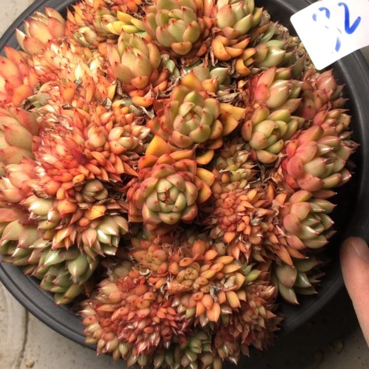 静*肉32////////////////////