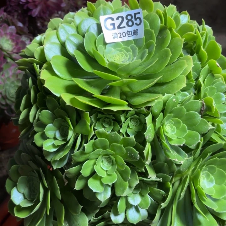 瑞妈一物一拍285