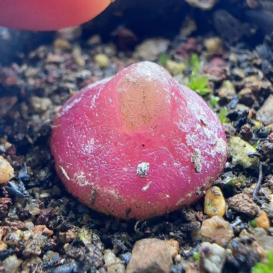 莫****卜脱土发货哦24850