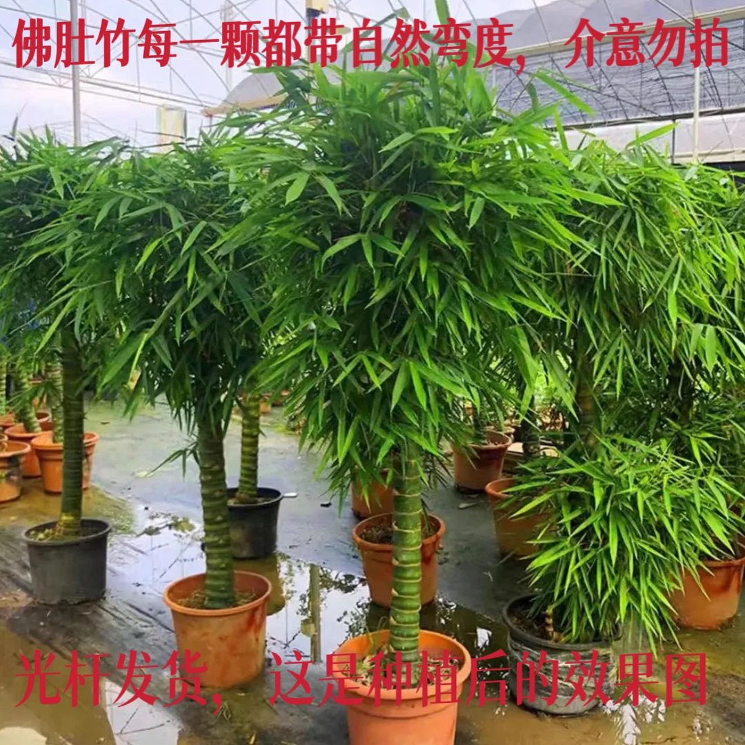 翡翠佛肚竹盆景绿植盆栽室内摆放节节高升高度1.6米竹子庭院
