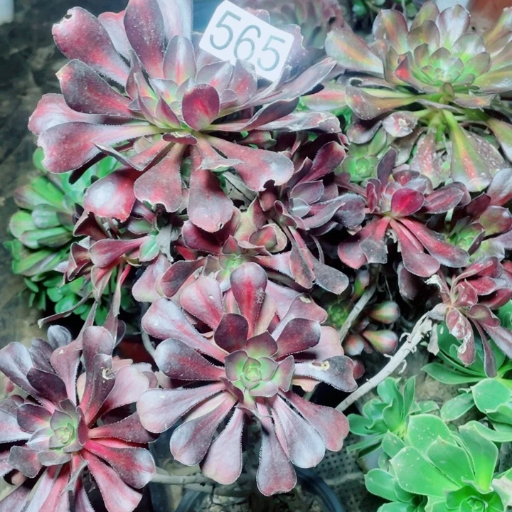 ?****?多肉植物组合 565