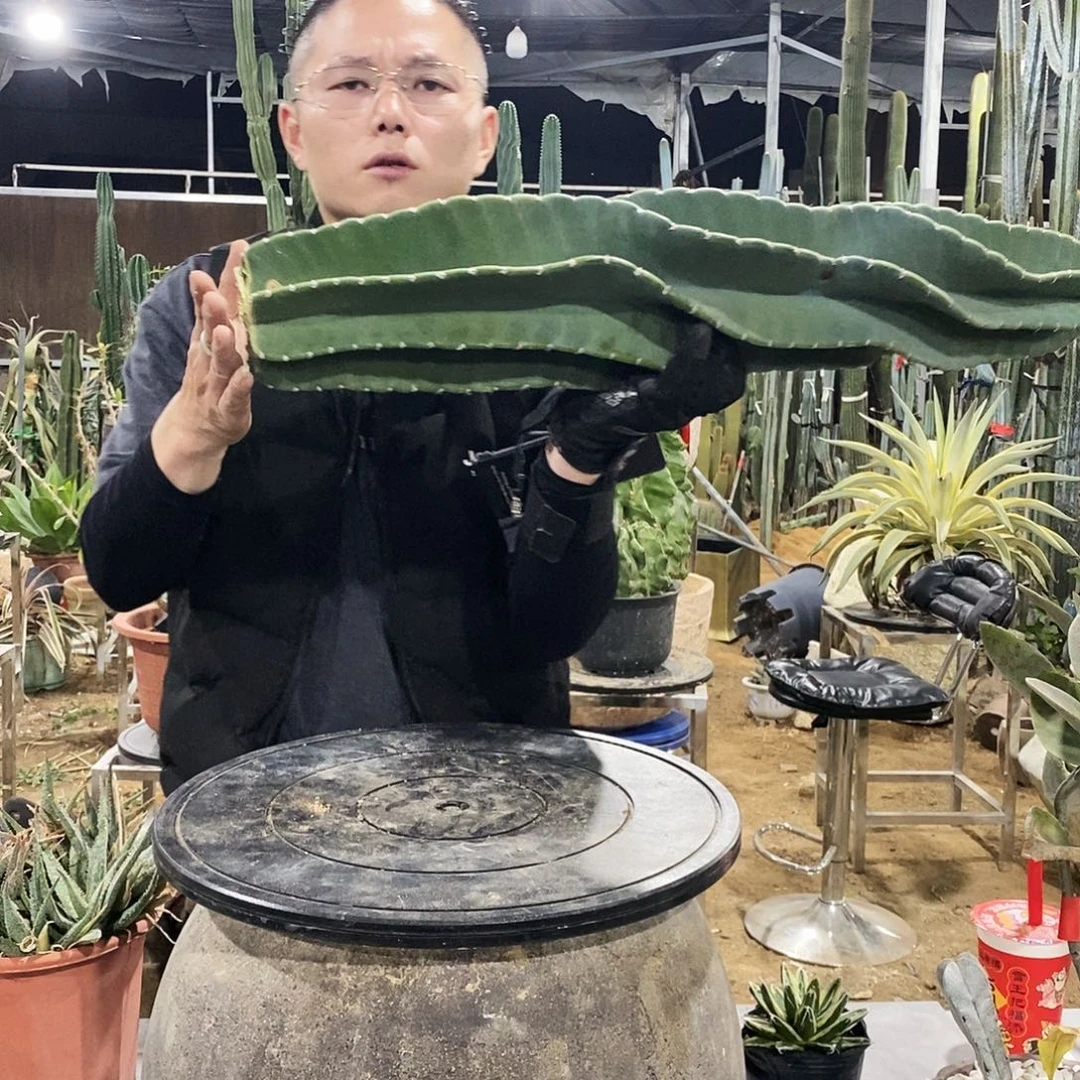 豪***哥4号拍品。