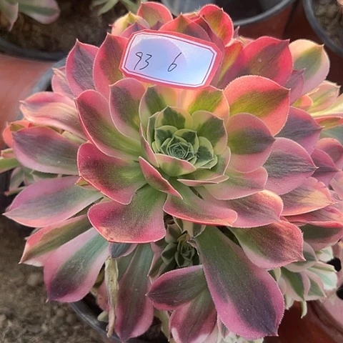 多肉植物白凤93号