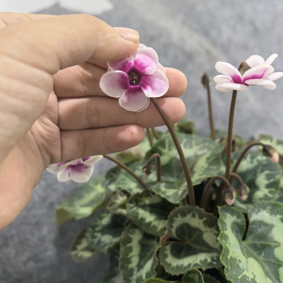 仙客来（皮克系列）