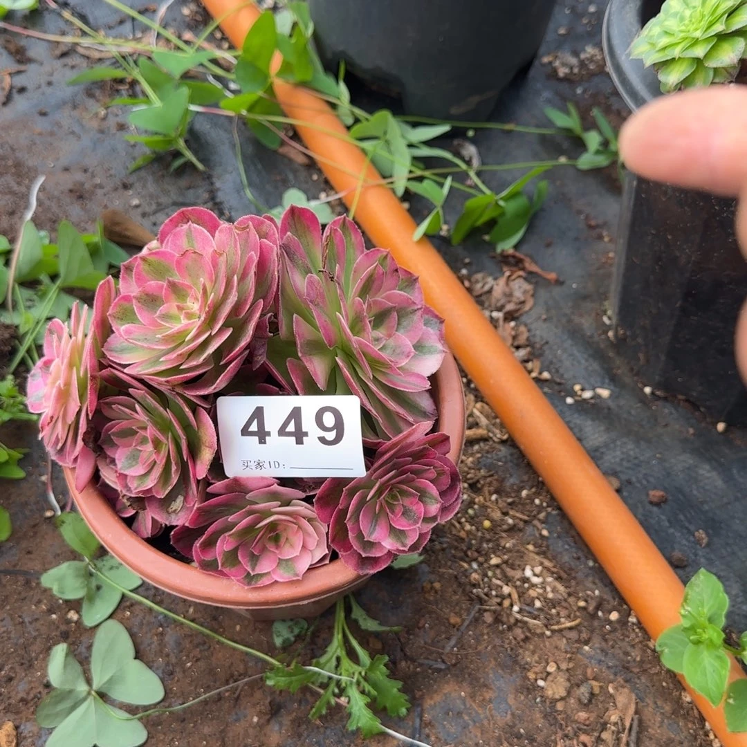 辉***g精品多肉植物0449