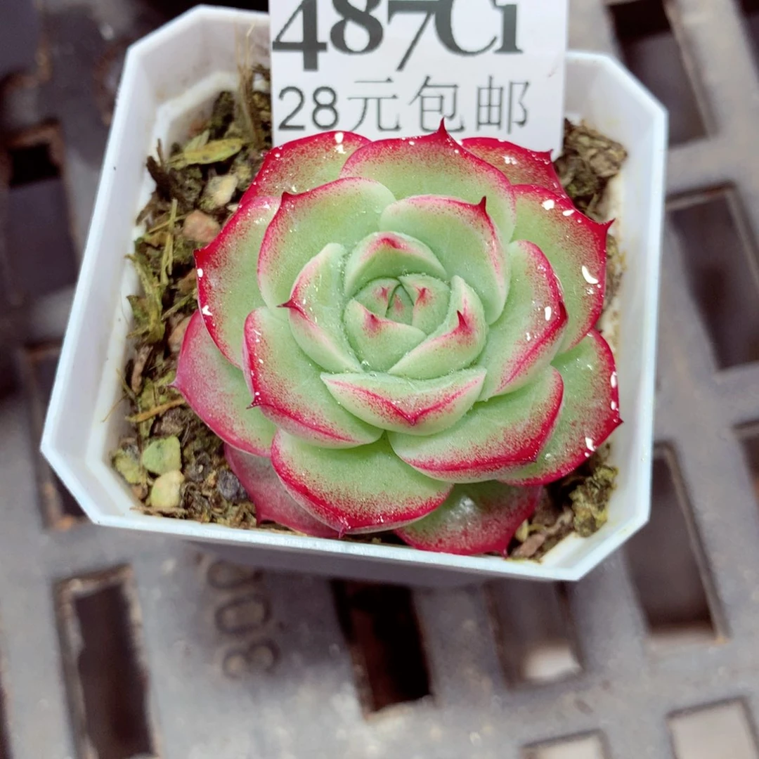 5厘米盆精控多肉487