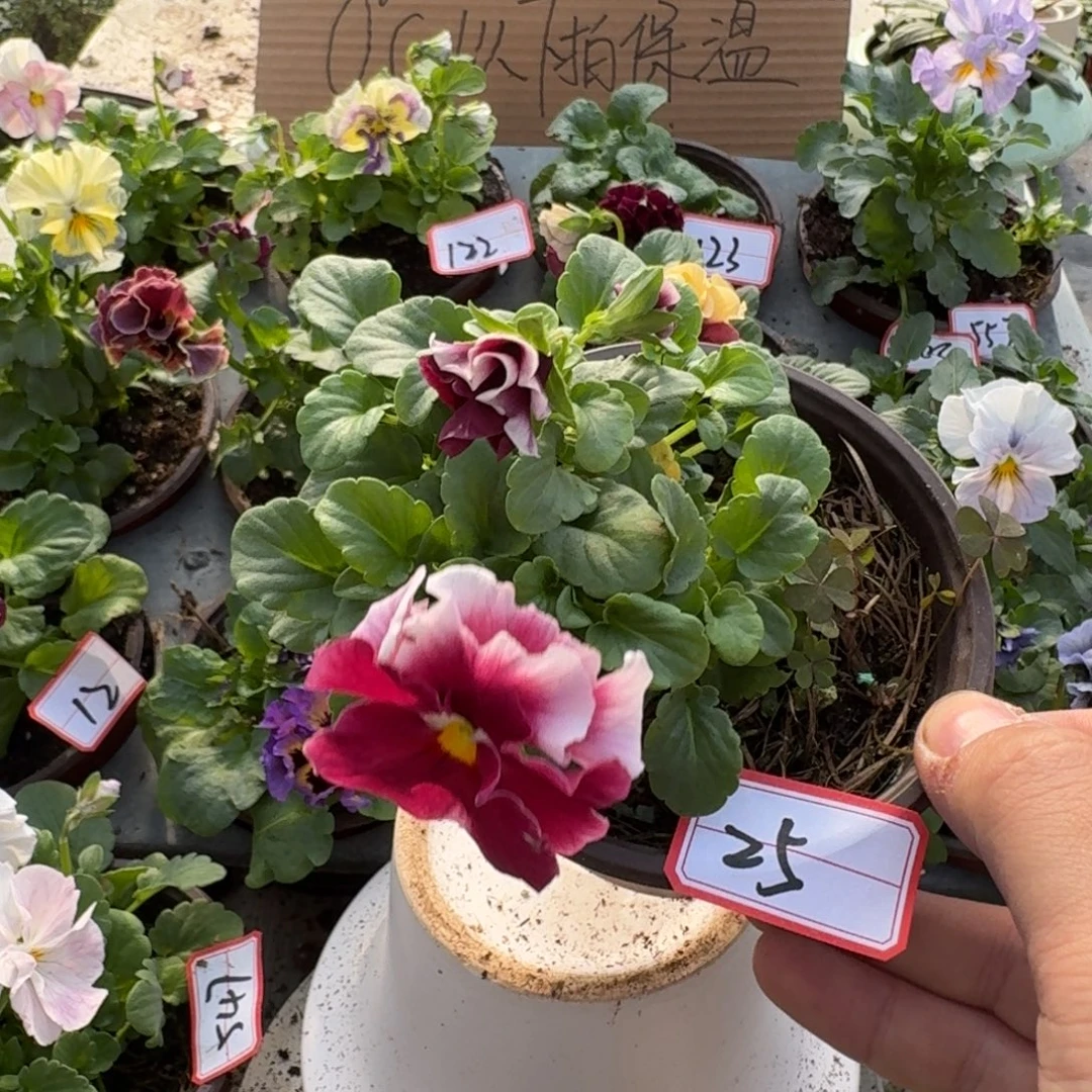 大部分花苞少量开放25