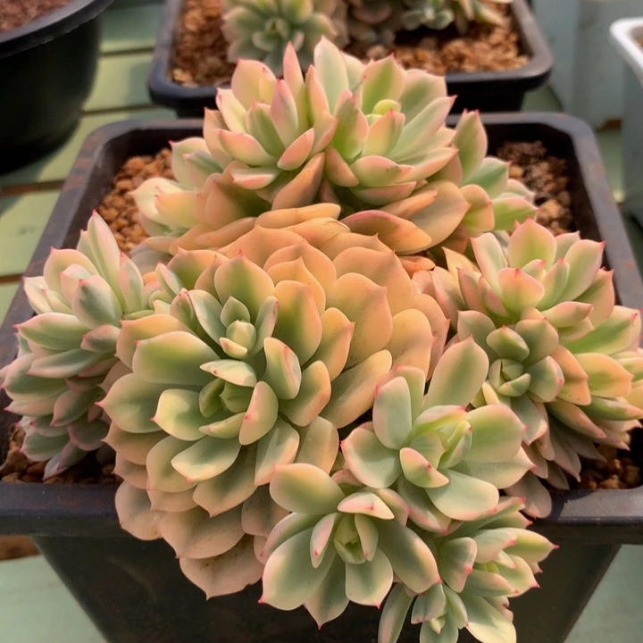 戴伦锦锦上园艺一物一拍