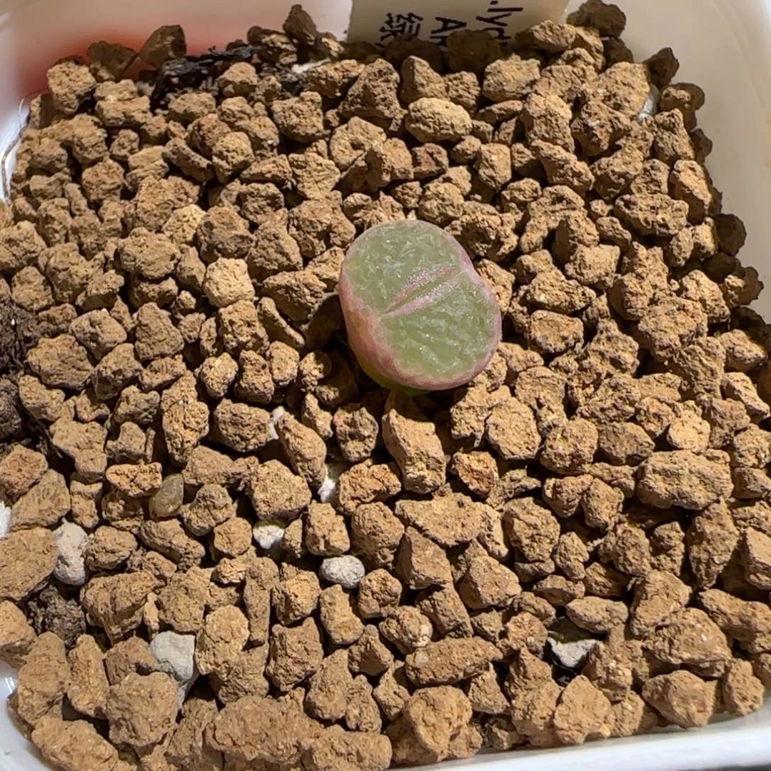豆***了肉锥多肉植物组合-820