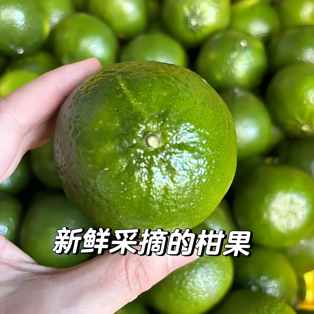 【阿森家】2025天马圈枝大青柑 十年圈枝老树