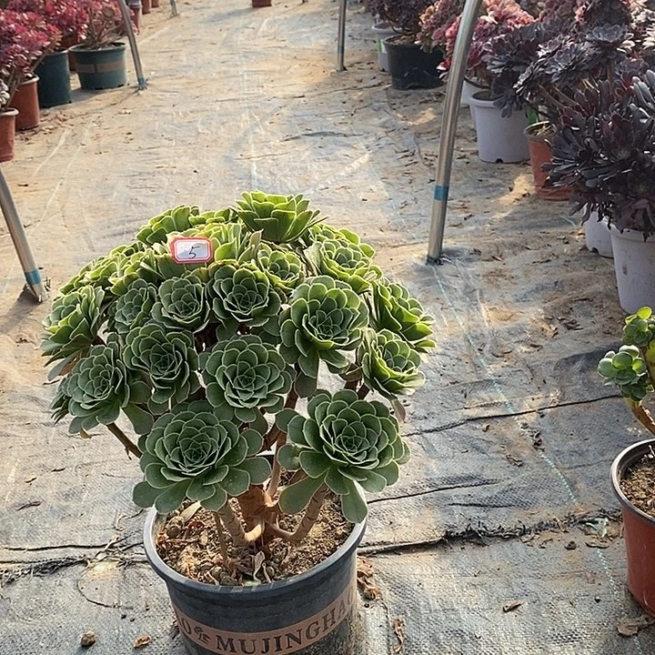 5，青雉多肉法师多肉法师