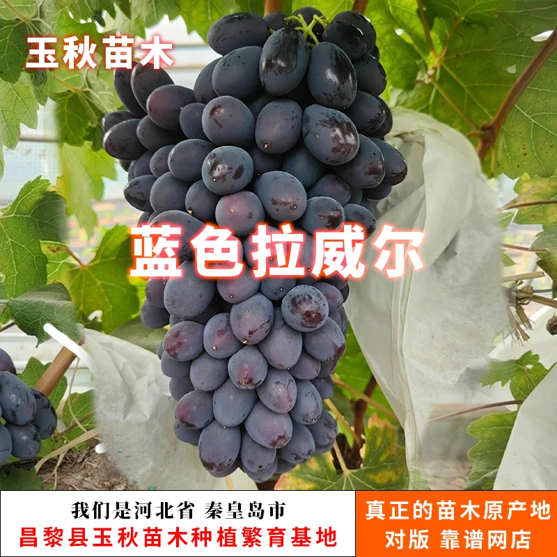 蓝色拉威尔葡萄苗(嫁接苗)【满29包邮】
