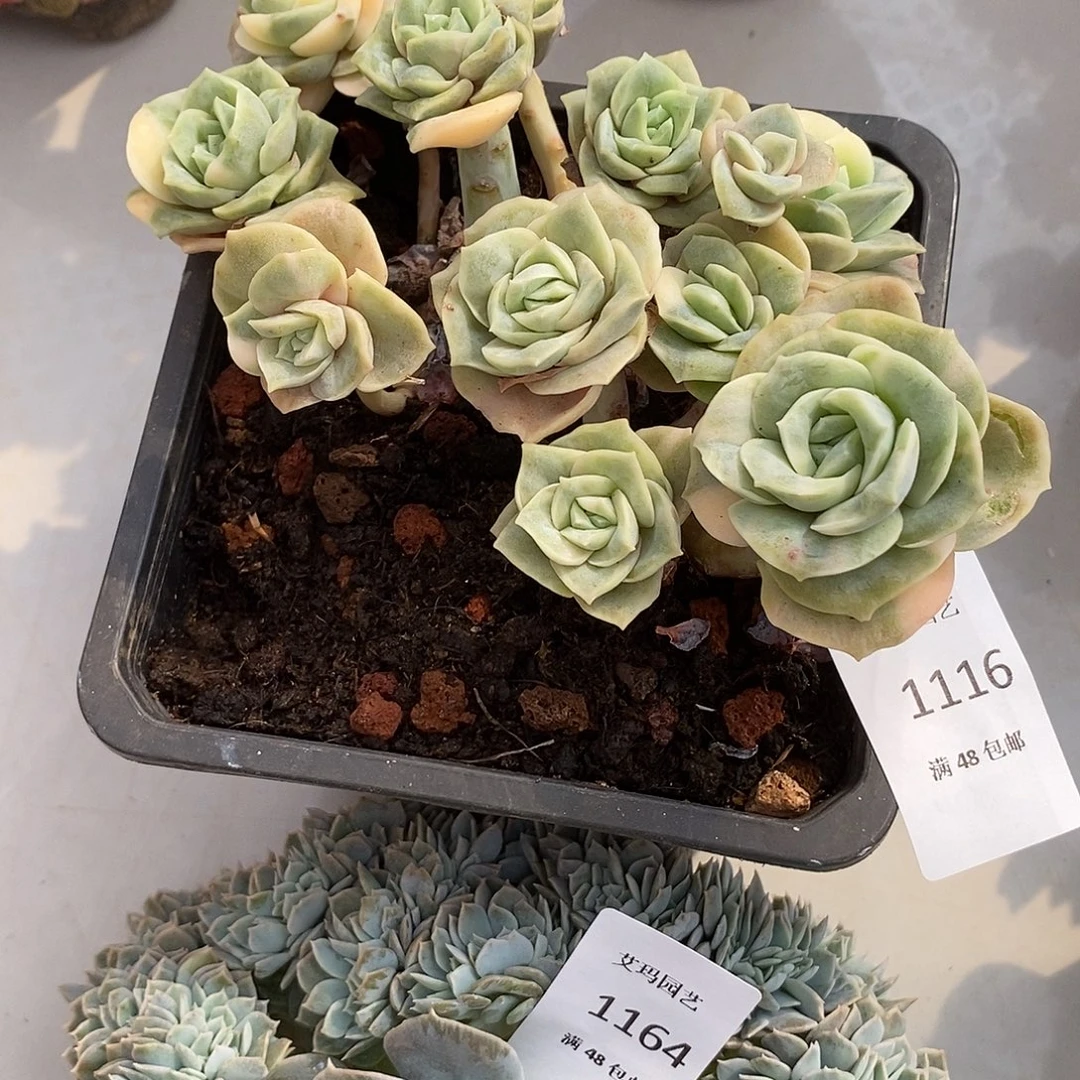 可爱玫瑰锦有砍多肉多肉1116