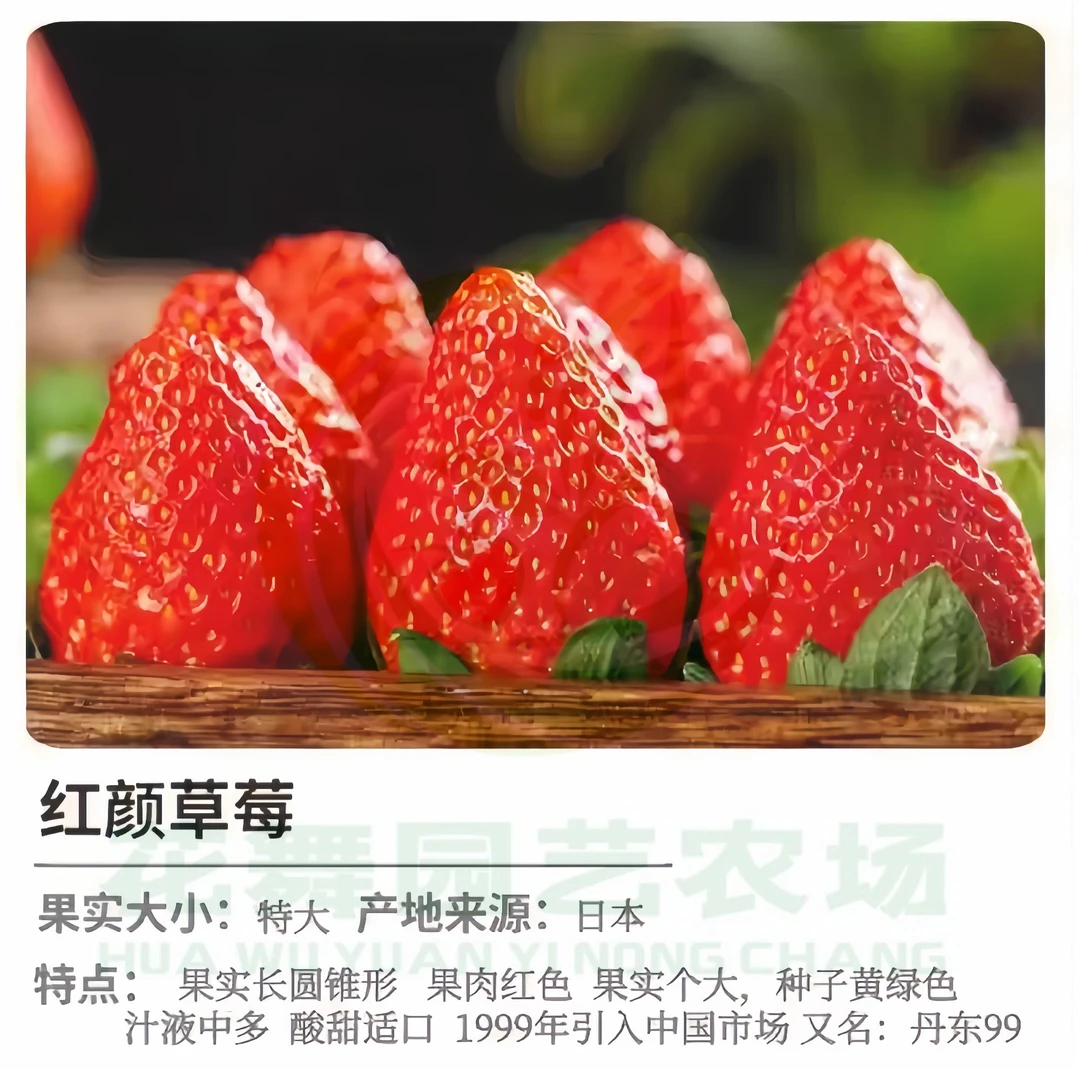 原盆原土草莓苗地栽庭院阳台四季草莓