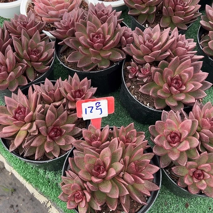 12太阳堡石带盆一个多肉
