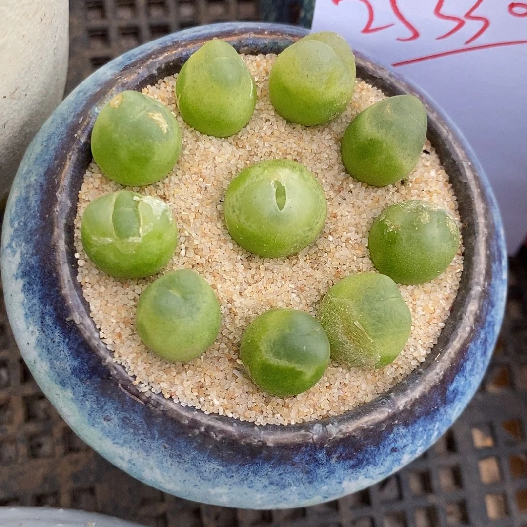 25330。    一颗紫拉登。