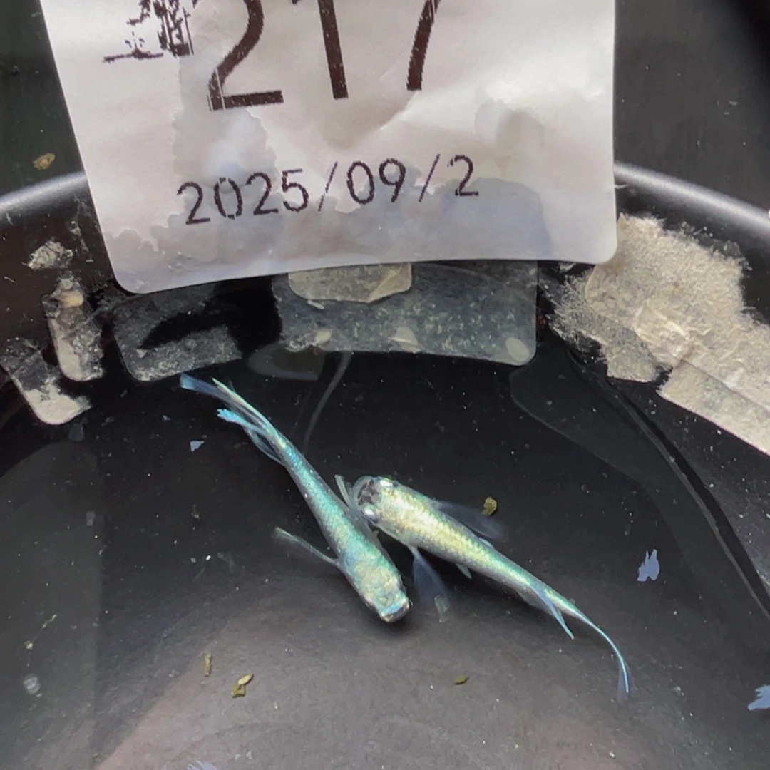 青鳉217天使之翼一对