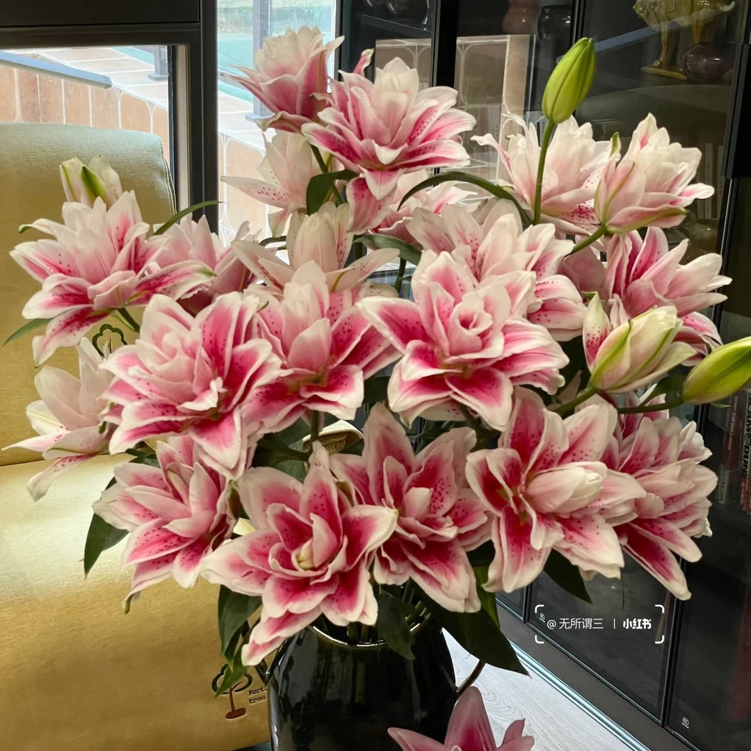 【重瓣百合】火星之恋重瓣百合（20%损耗不售后介意勿拍）