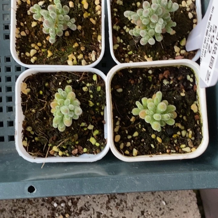 我**恒592四颗实生冰晶。