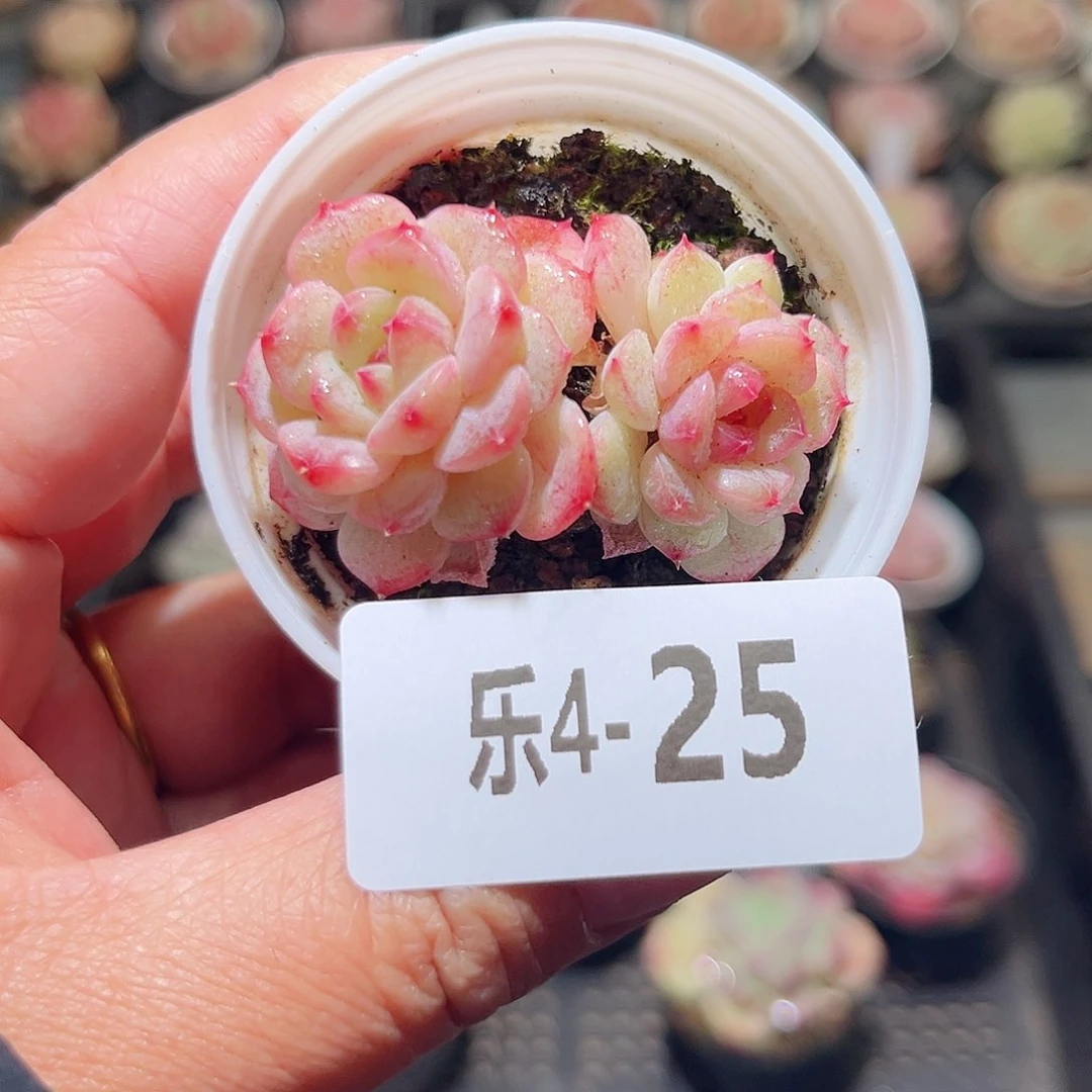 乐4-25 柔情 带盆土