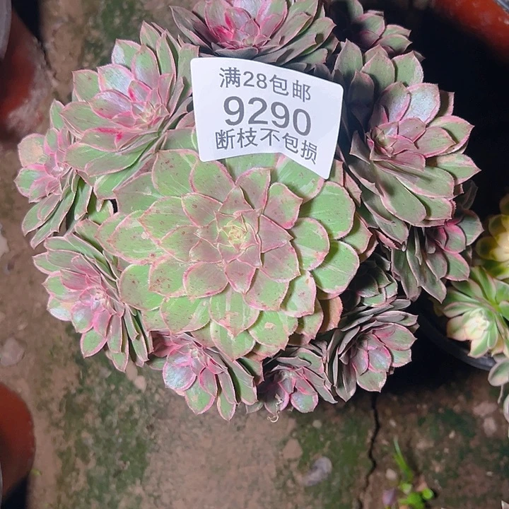 9290莲花座多肉植物