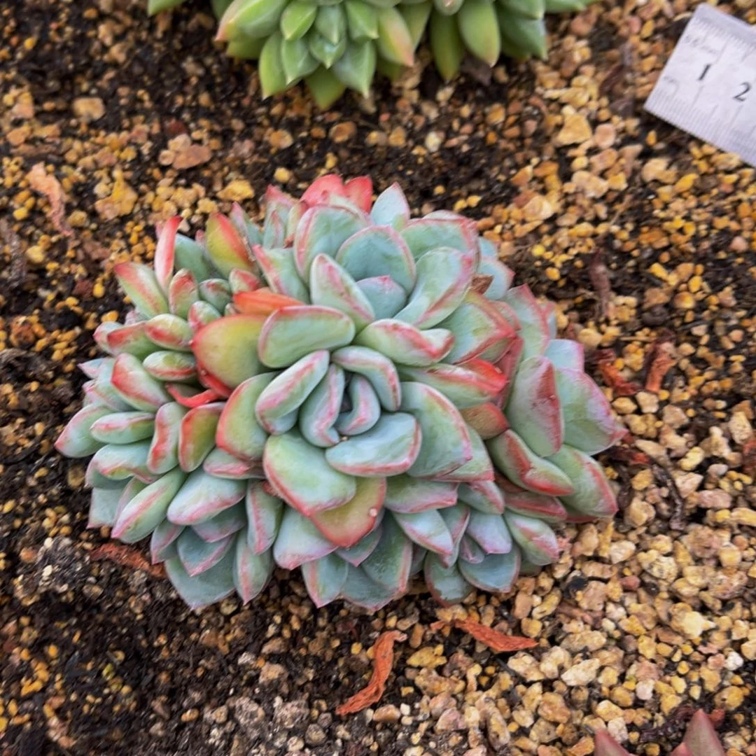 泡芙缀化一物一拍