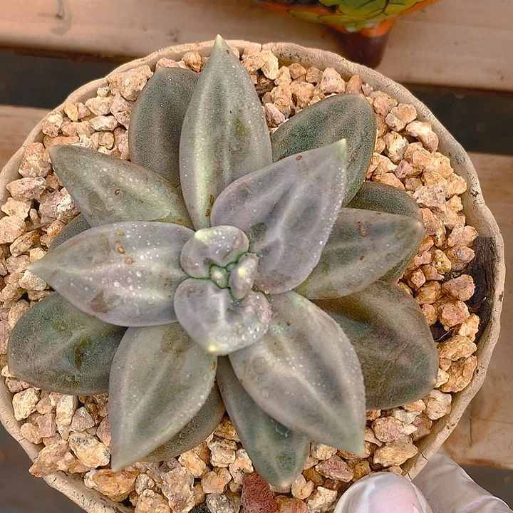 惜春8 公分一物一拍