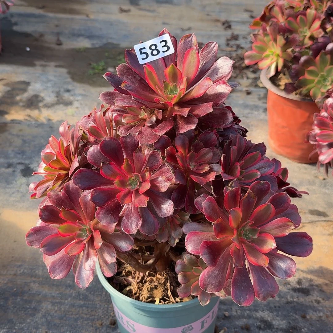 多肉植物蒙娜丽莎583