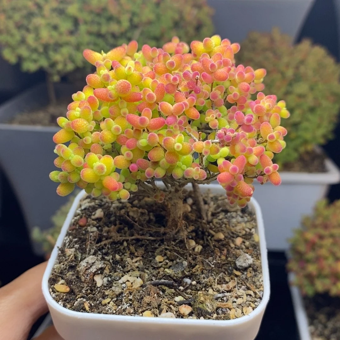 完全开放69号蜜橘糖球