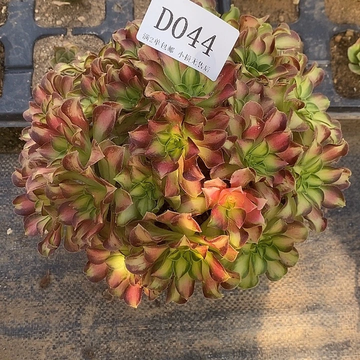 044韶华多肉法师锦