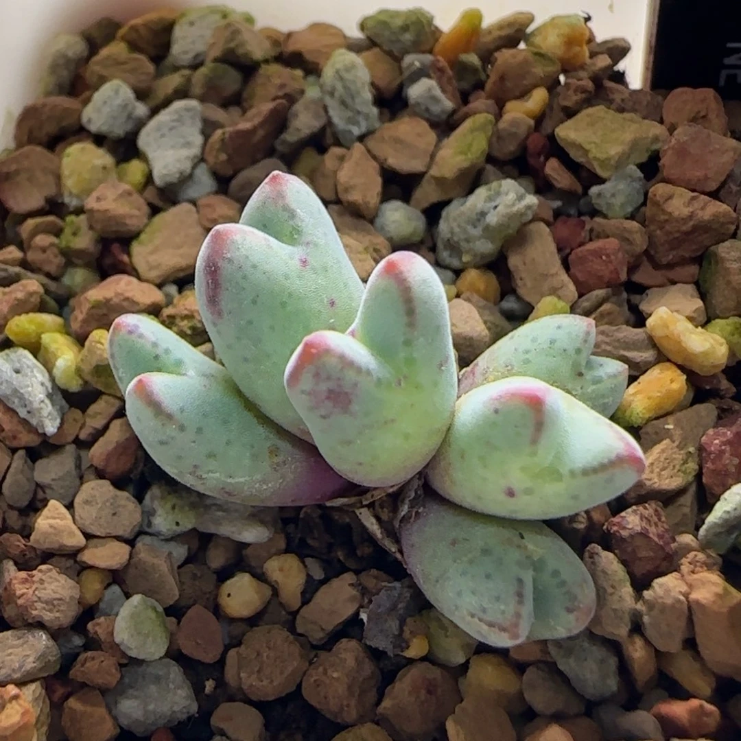11-1-3-1当天满38包邮匈牙利小猪蹄脱土