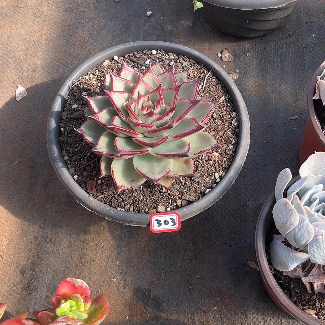 303乌木 一物一拍多肉