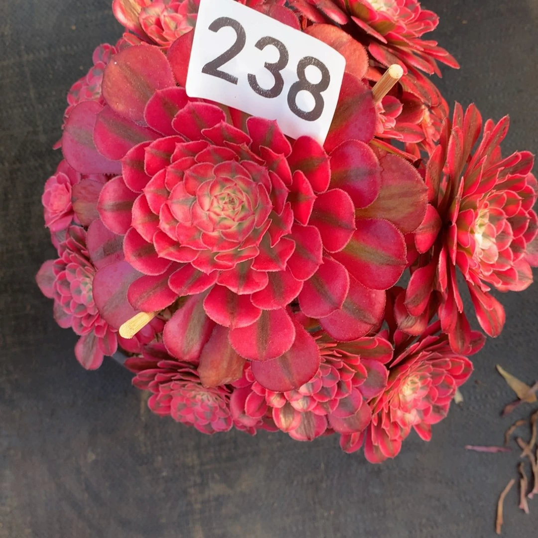 红同白238法师妖庄的