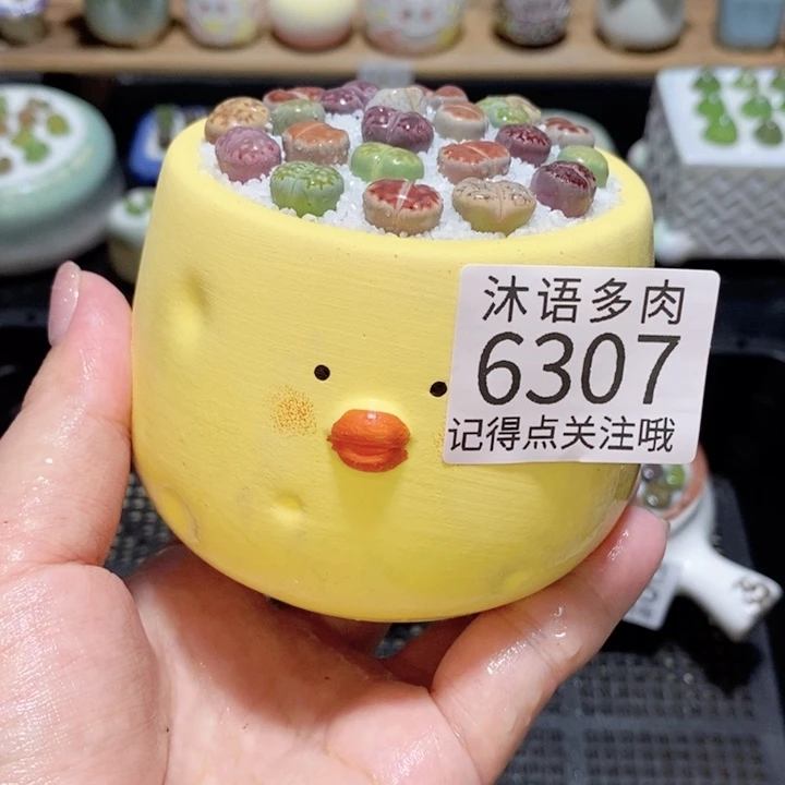 带盆土发货 精美盆栽6307