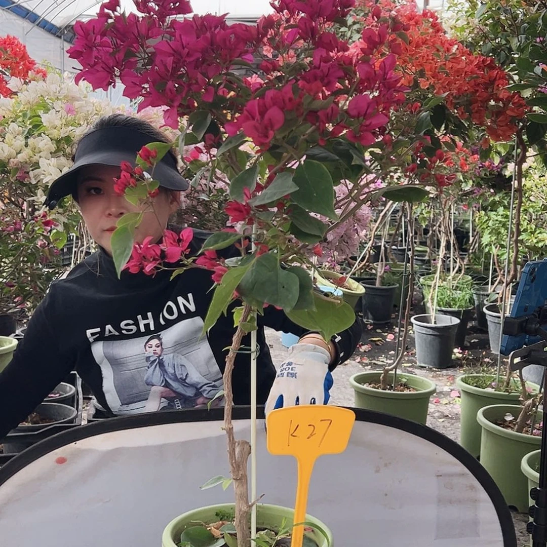 X***u大部分花苞少量开放K27甜心