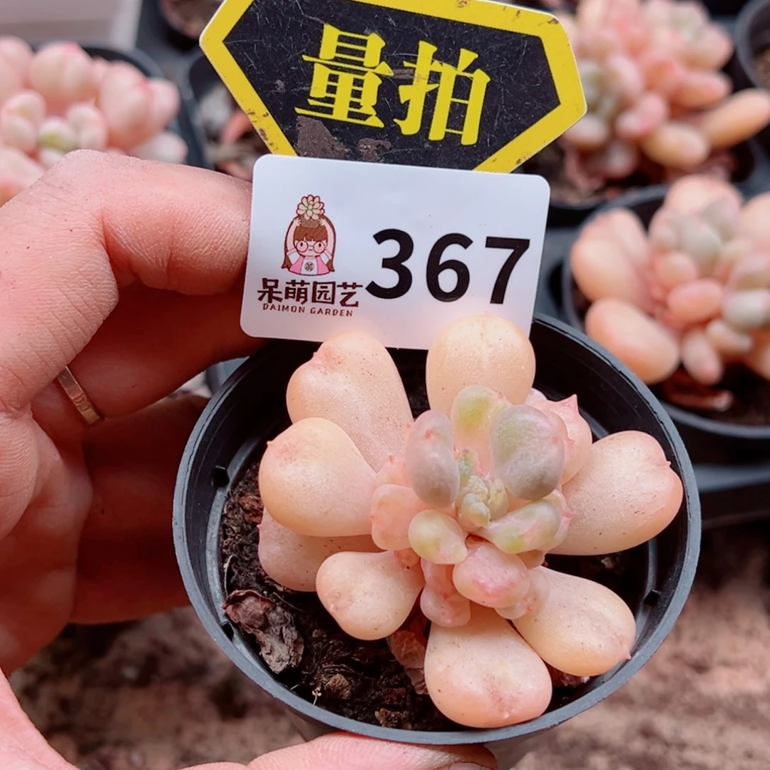 当前无花朵，栽培后可花朵