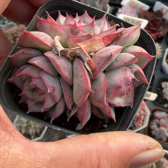 247侧影多肉植物多