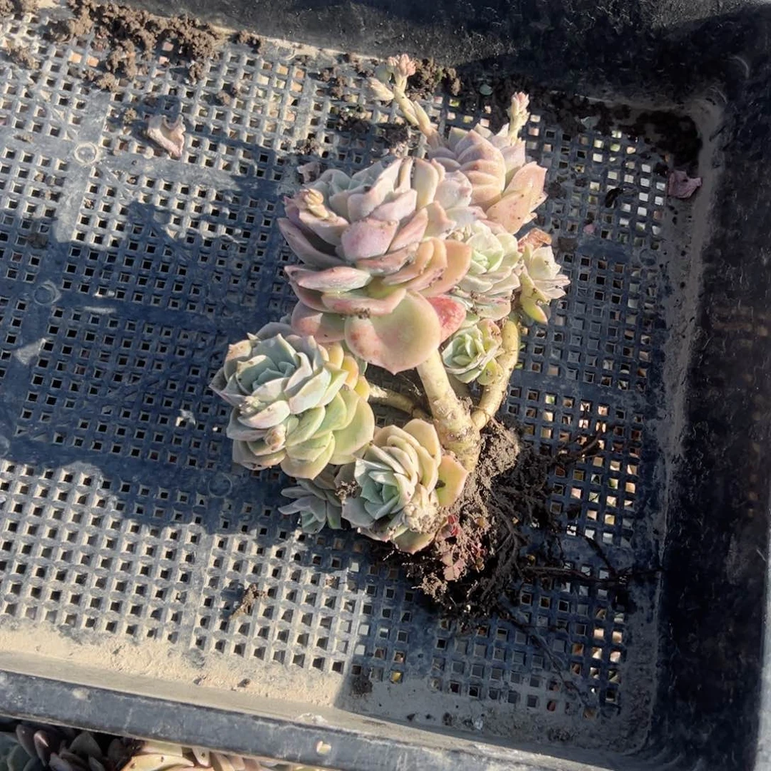 人**态a37可爱玫瑰可爱玫瑰