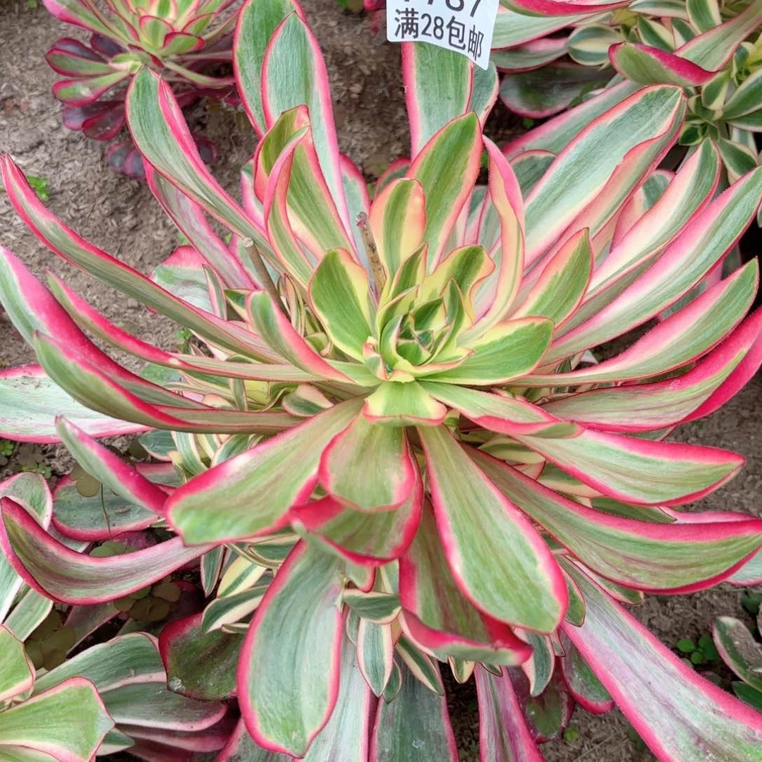 E. 7787红魔女弯杆多肉