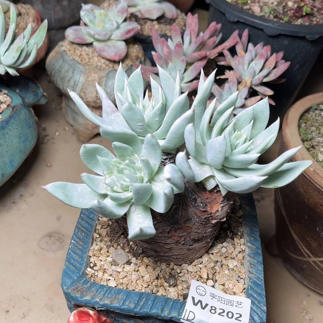 8202牡丹苹果叶多肉