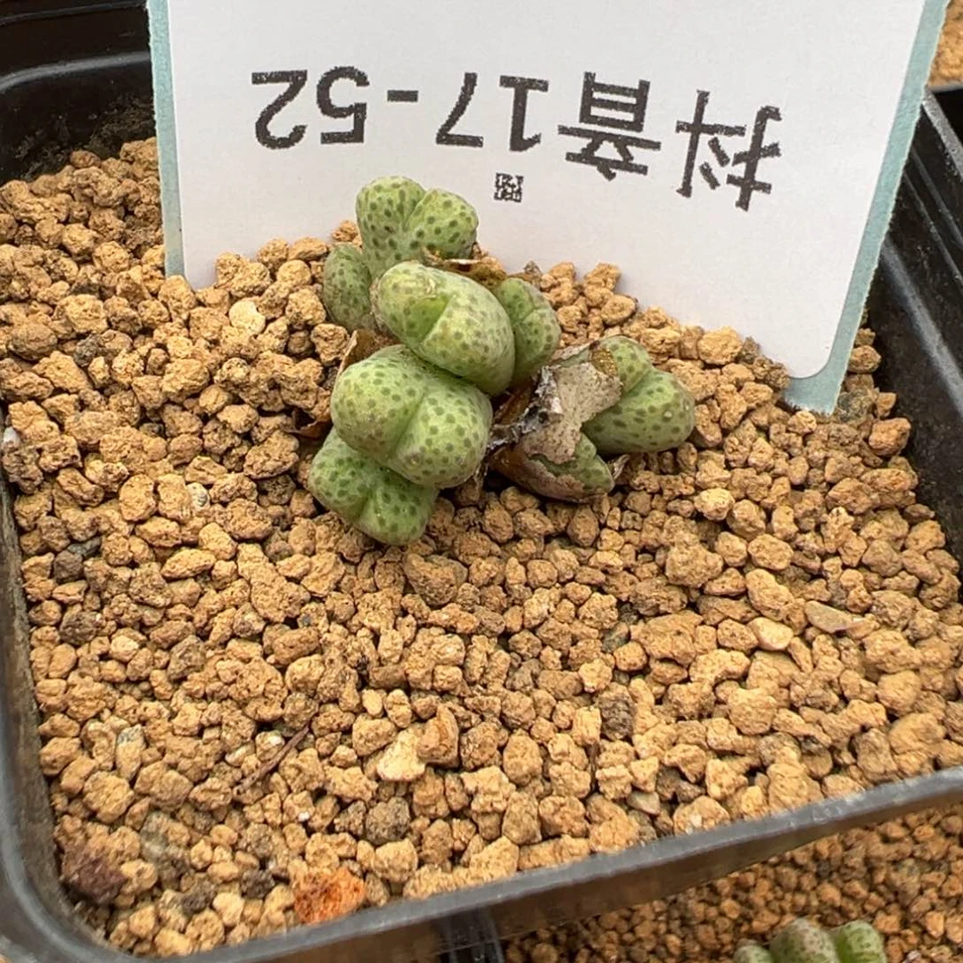 17-52肉锥多肉植物