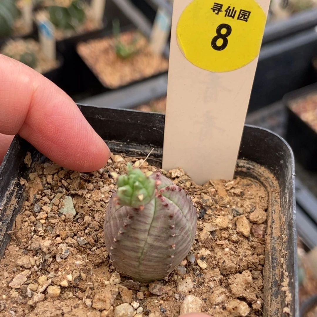 实生带崽布纹球杂交一颗