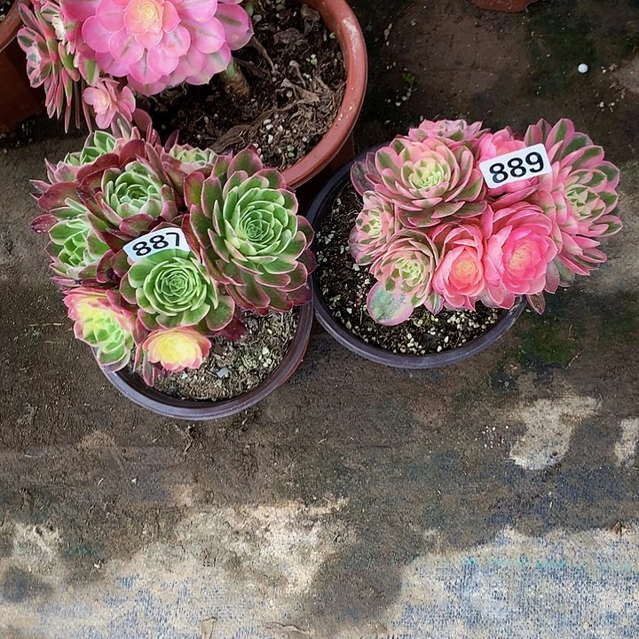 淡*姐多肉海王887倾城889